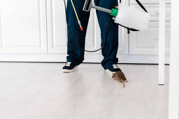 Dératisation à paris : l'importance de faire appel à un spécialiste